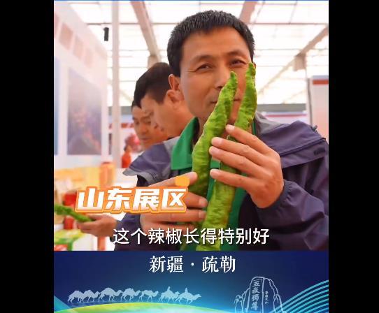 新疆客商爱上山东辣椒，现场求购种子，赞不绝口