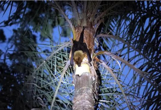 解读尼帕病毒的传播局限性 疫情引发广泛关注