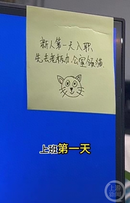 重庆一公司回应“新员工可领猫”：是宣传短视频，律师：若有虚构夸张部分应标注