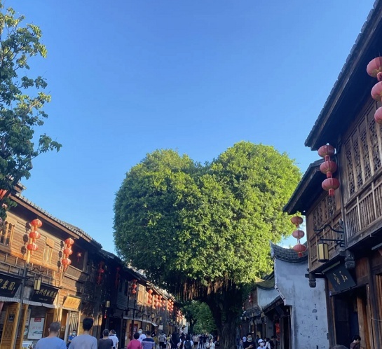 爱你的形状！福州三坊七巷这棵树火了