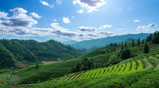 春遊去哪裏？解鎖這些藏在春日裏的限定美景