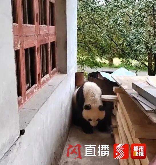 西安村民偶遇大熊猫 对着熊猫“咔咔咔”一通拍~