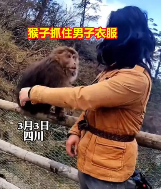 当事人回应与猴子互殴：真就是正常反应，没有炒作！