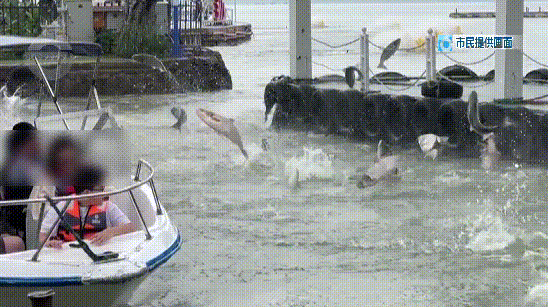 滇池出现大面积鱼群跳跃出水面 云南省地震局发声