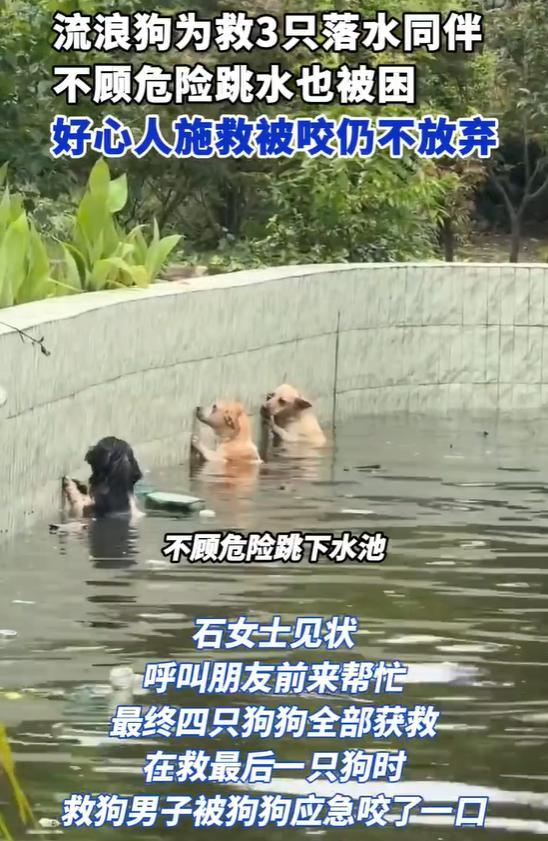 4只流浪狗被困水池 好心人救助