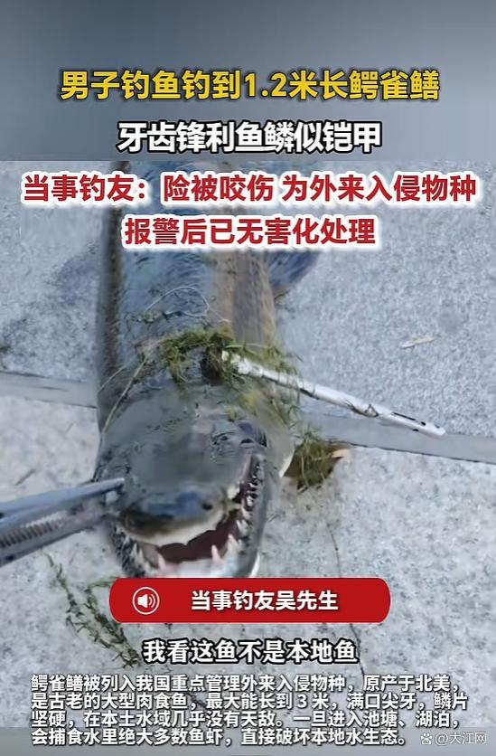 男子钓获1米2长鳄雀鳝报警