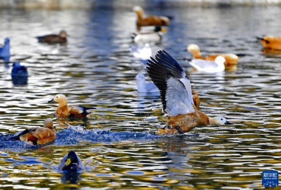 11月17日，赤麻鸭在龙王潭里嬉戏。