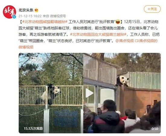 北京动物园一大熊猫翻墙越狱