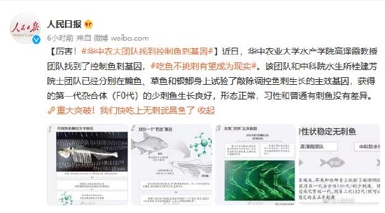無刺魚有望成現(xiàn)實！華中農(nóng)大團隊找到控制魚刺基因