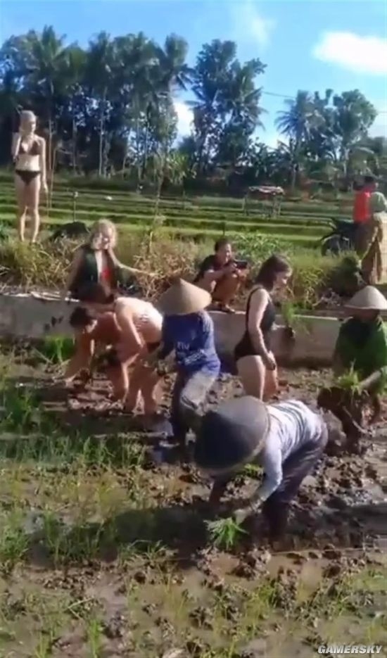 游客穿比基尼帮巴厘岛农民种庄稼引网友热议 真帮忙还是作秀？