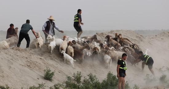 民警急流救回170只羊 洪水无情警有情