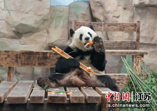 無錫動物園為熊貓制龍舟粽 迎接雙節(jié)趣味活動