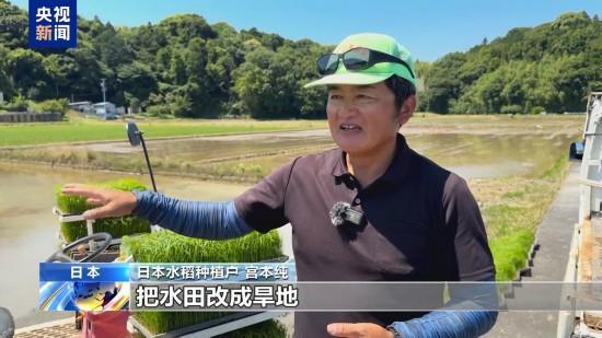 日本平抑米价为何难见成效 多因素推高成本