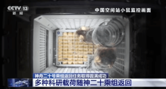 四只航天鼠完成任务回地球啦