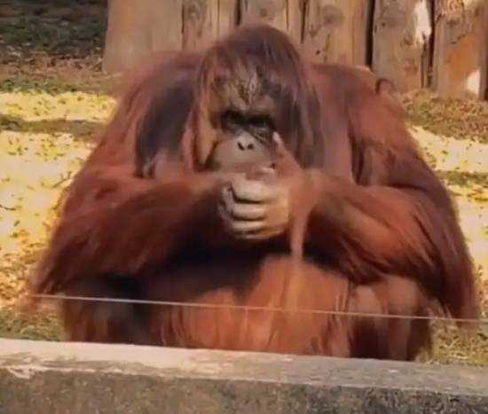 猩猩被投喂抱拳致谢 萌态引网友热议