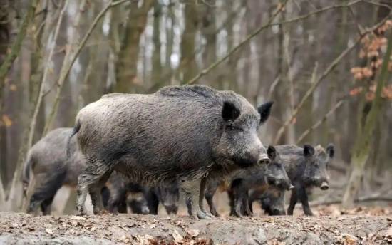 日本福岛核废区野猪变成“超级猪” 全年无休繁殖引发关注