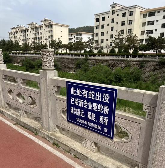 甘肃一河滩有蛇群出没