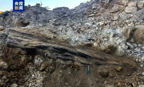 山西一工地发现2.9亿年前大型木化石