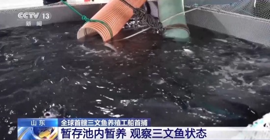 全球首艘三文鱼养殖工船“苏海1号”完成首捕