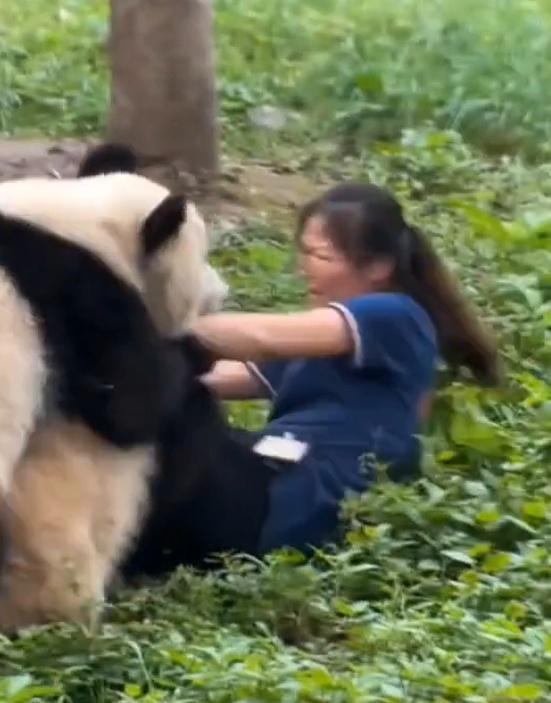 重庆动物园就熊猫渝可渝爱扑倒保育员报平安人熊均安 网友热议不一