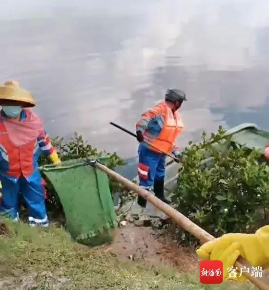 海口回应现8吨死鱼漂浮在湖面 强降雨致水环境突变