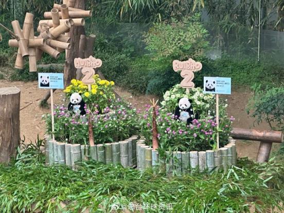 韓國為大熊貓雙胞胎過2歲生日 樂園慶生見面會