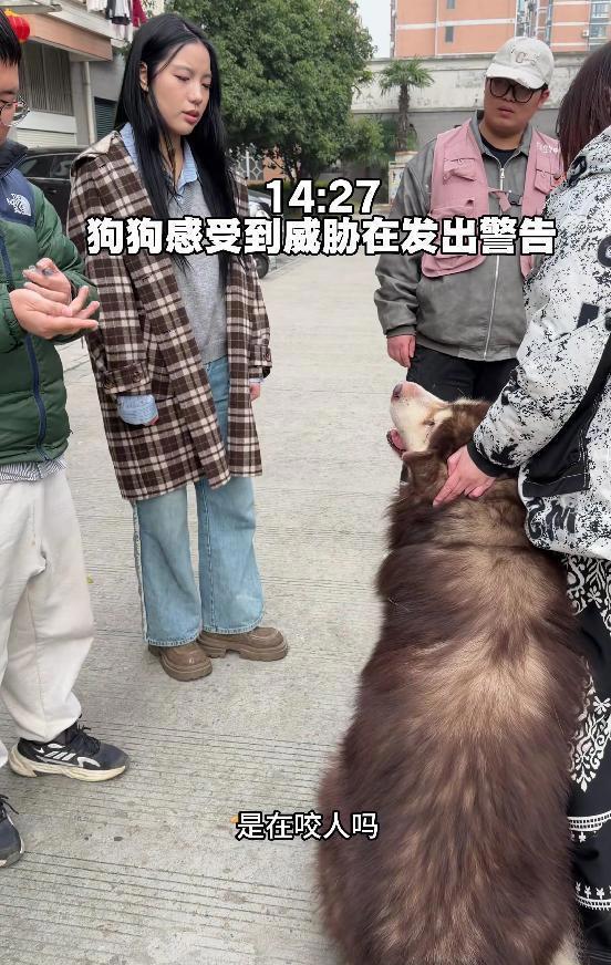 女子回应发咬人犬只安乐死视频 养宠责任引热议