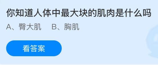 人體中最大塊的肌肉是哪里