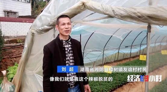 辣椒一斤卖300元？！你吃过吗？