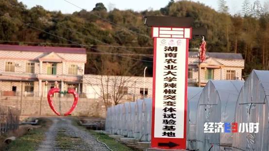 辣椒一斤卖300元？！你吃过吗？