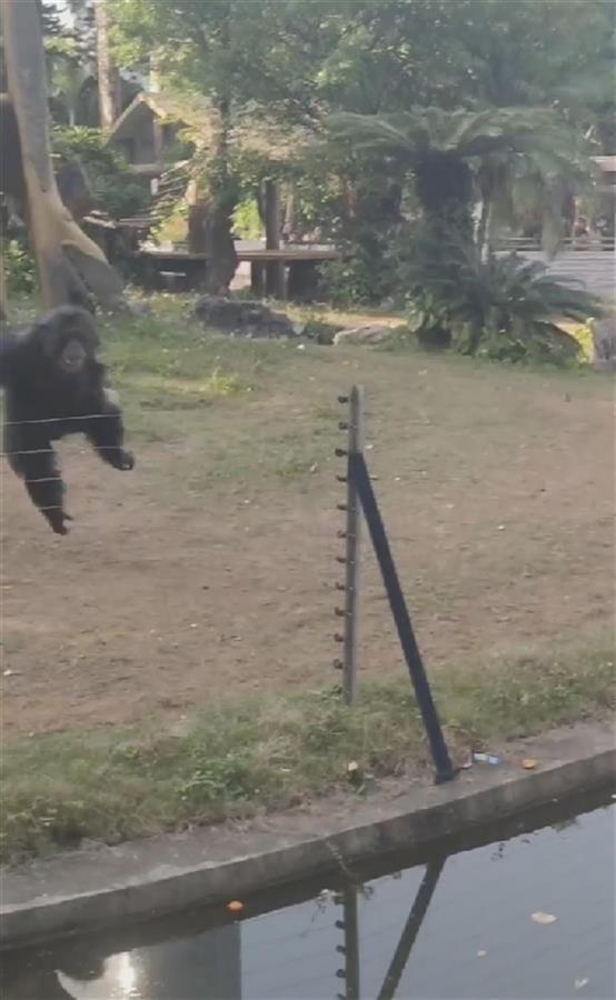南宁动物园回应猩猩扔水瓶砸伤游客：猩猩正当防卫