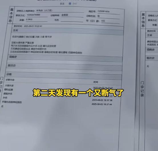 女子猫咖虐猫致死呼唤反虐待动物法 残忍行为引发社会关注