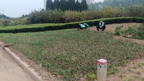 抢抓秋季黄金期，德州园林补植增绿提质效