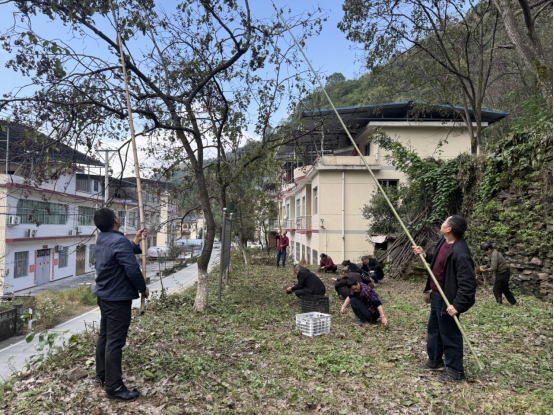 陕西旬阳：40万亩拐枣迎来丰收季