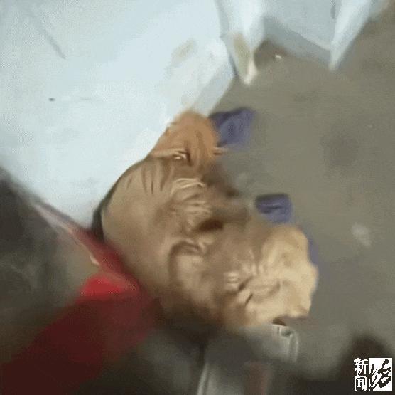 全网心疼的狗狗终于有归宿了 忠犬阿旺找到新家