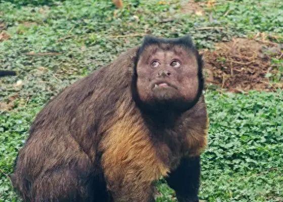 合肥動物園猴大壯去世