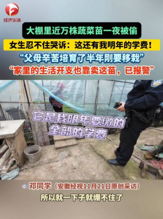 大棚近万株蔬菜苗被偷 女生崩溃哭诉