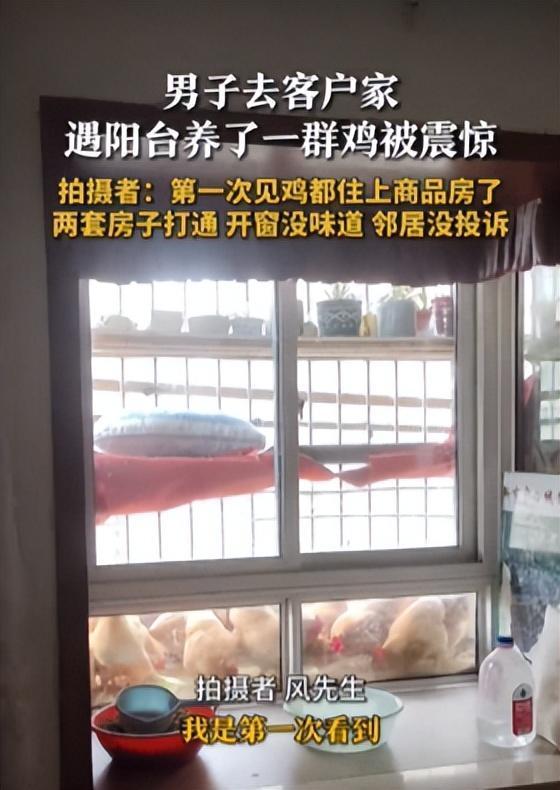 浙江住户把商品房阳台改成养鸡场