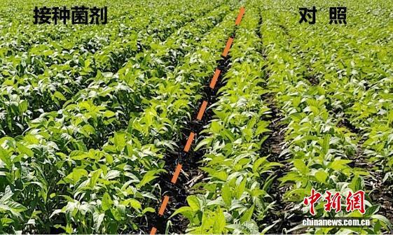 沪科研团队因一研究获奖