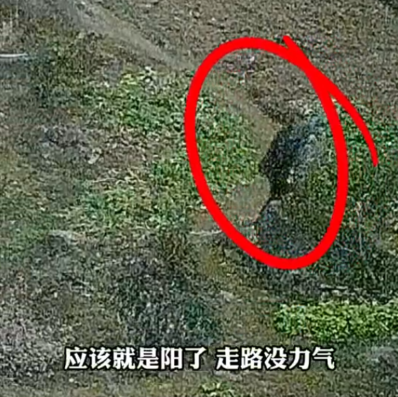 七旬老人阳了没走稳掉进鱼塘被救起