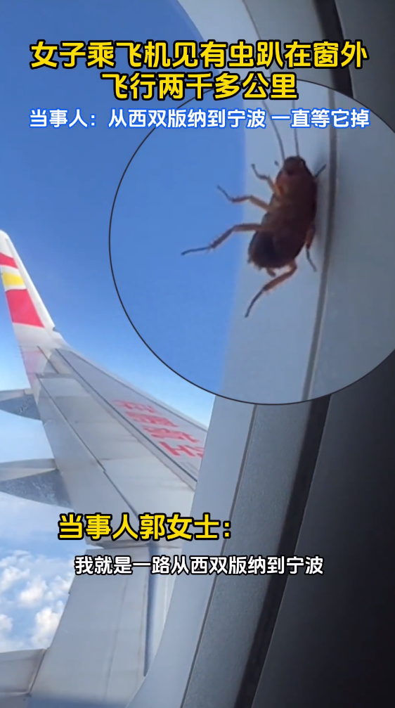 画面搞笑！女子乘坐飞机时发现蟑螂在窗外：从西双版纳看到宁波等它掉