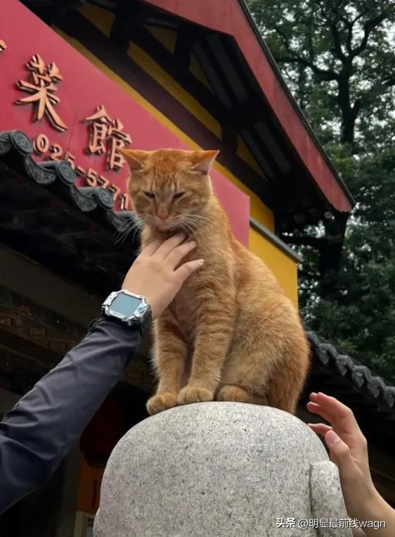 发现了鸡鸣寺的顶流“善喜” 被众多游客围住拍照、抚摸
