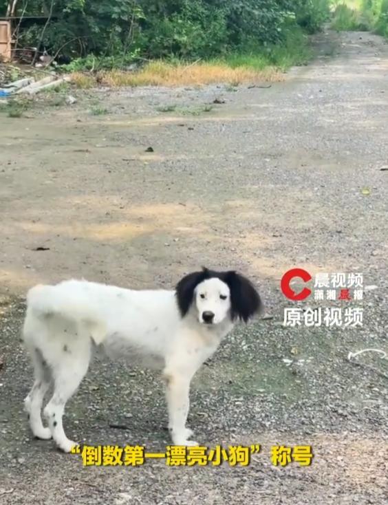 双马尾小狗因长得“潦草”火出圈