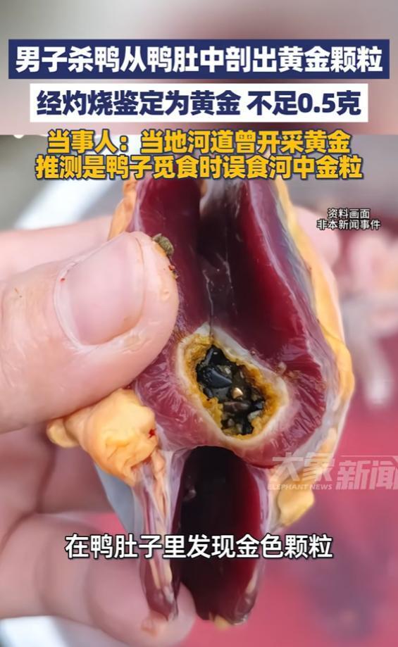 男子从鸭肚中剖出黄金颗粒 经灼烧鉴定为黄金