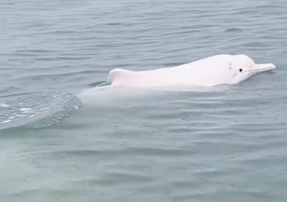 今天的快乐被粉色海豚承包了 偶遇幸运瞬间