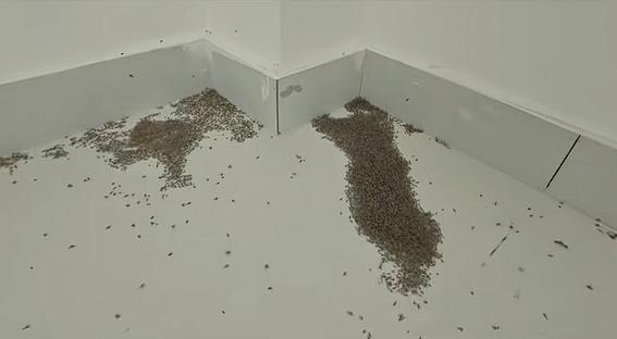 河南極端高溫 蚊子都被熱死了