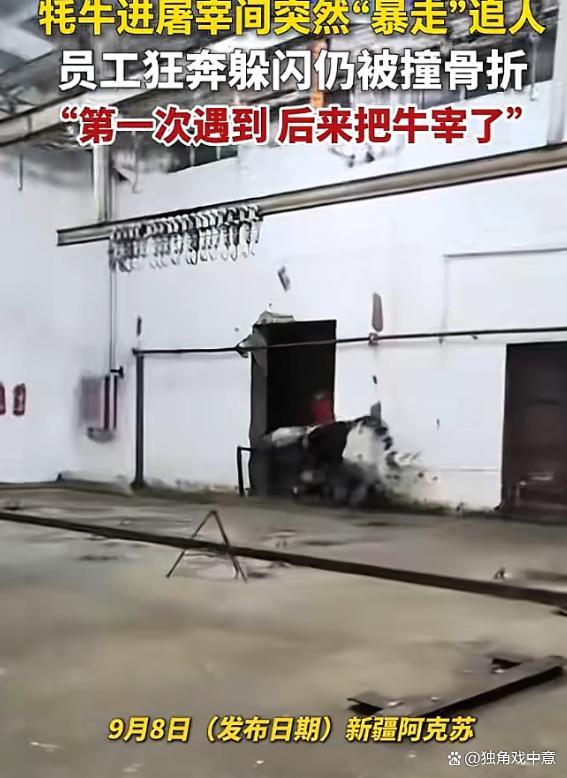 牦牛进屠宰间狂追人致员工骨折 生死面前的爆发