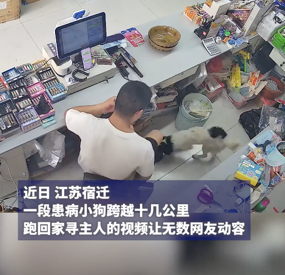 小狗被医院宣布死亡后跑回家 奇迹生还引发关注