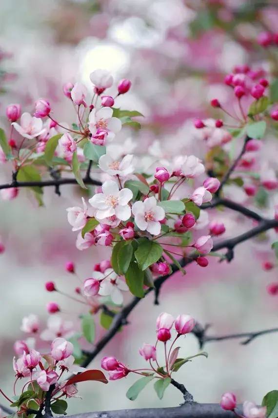  春天里的中国色，美到窒息！ 