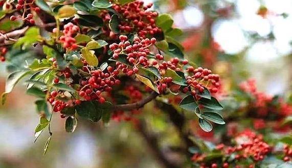 花椒、麻椒、藤椒有啥区别，应如何使用？